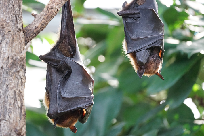 O morcego raposa voador é um animal frugivoro