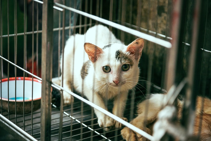 gato assustado em gaiola