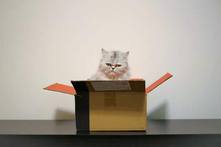 gato em caixa de papelão