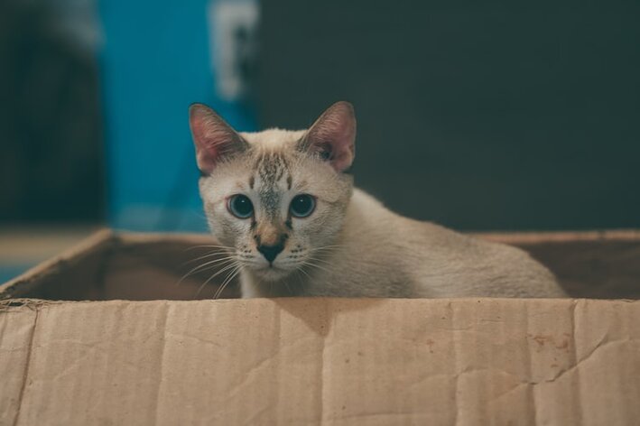 gatos amam caixas