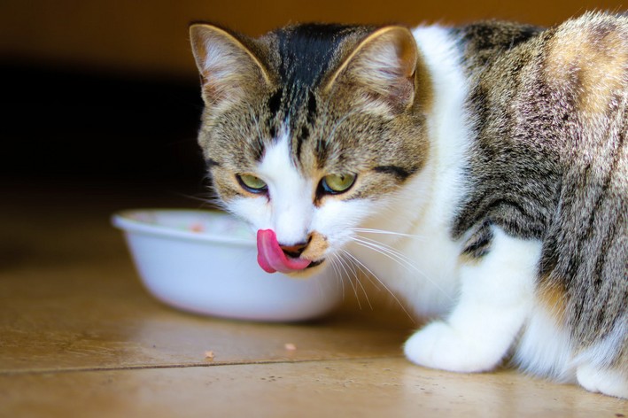 Gato comendo em comedouro, lambendo o rosto