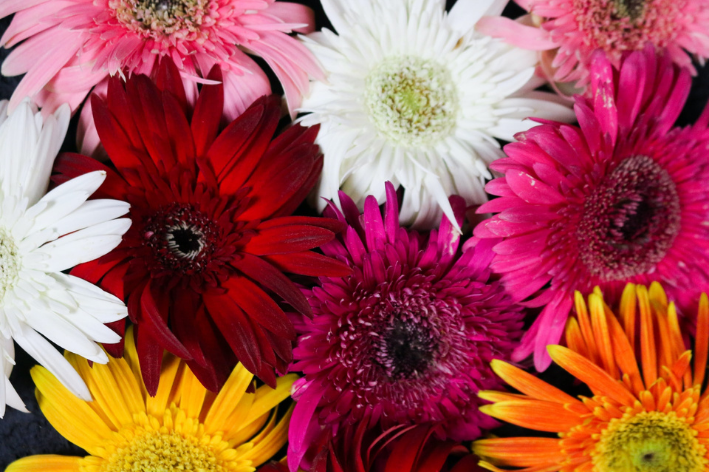 Gérbera: flores coloridas para o seu jardim | Blog da Cobasi