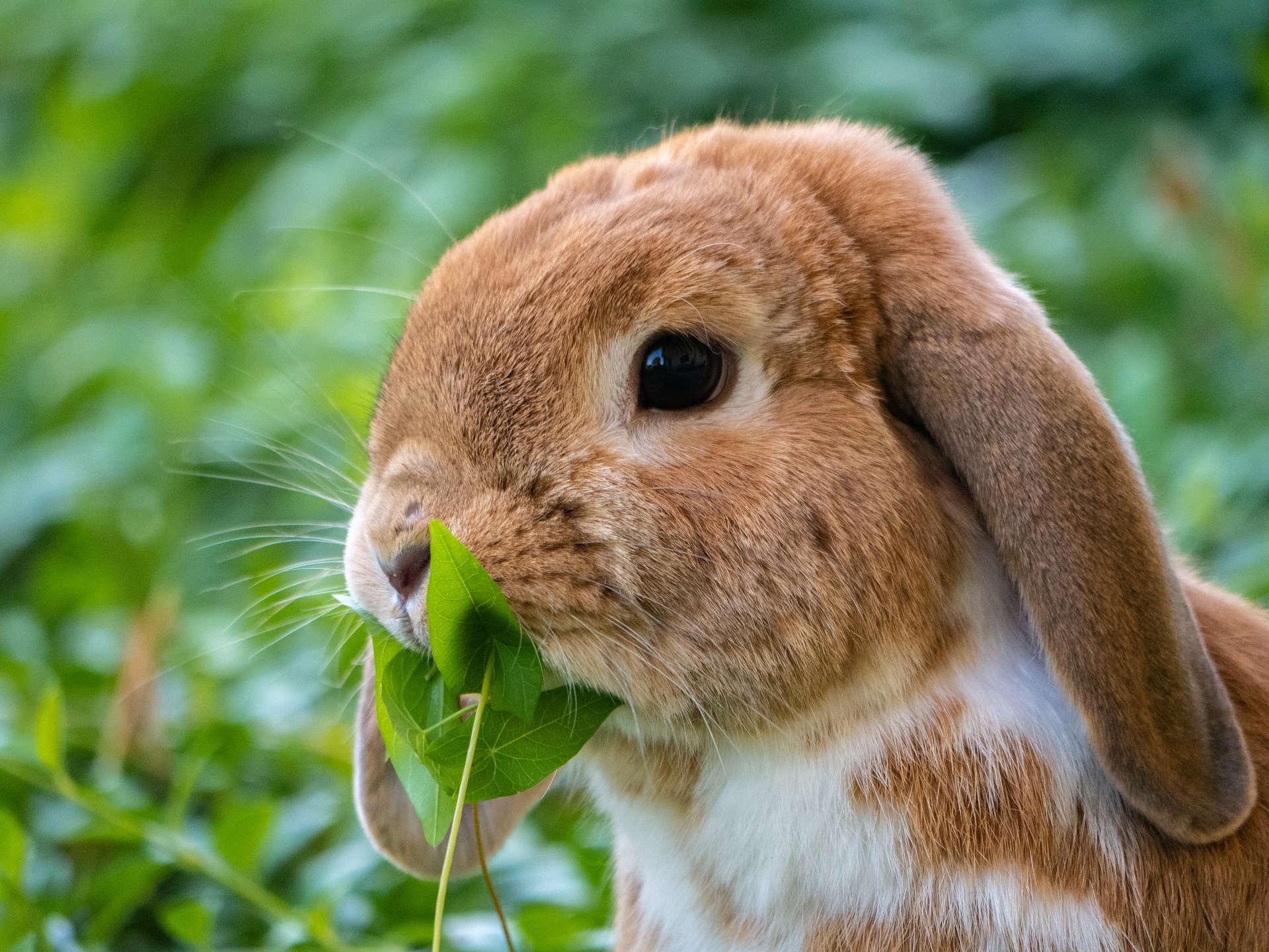 coelho não pode comer alface