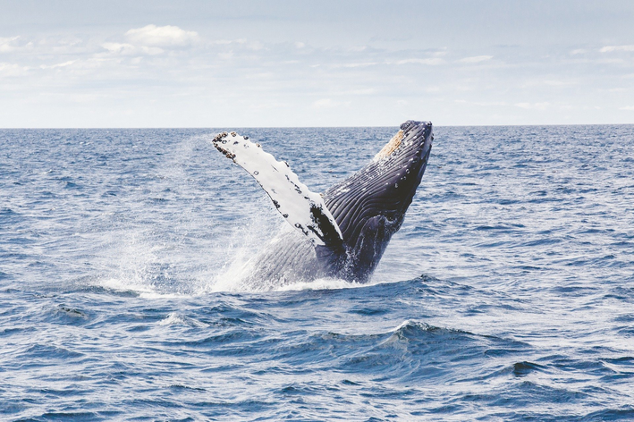 A baleia azul é a primeira na lista dos maiores animais do mundo
