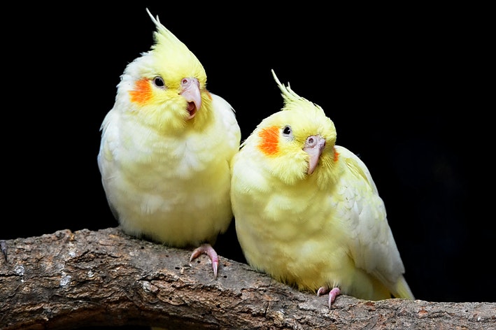 aves que comem nutropica