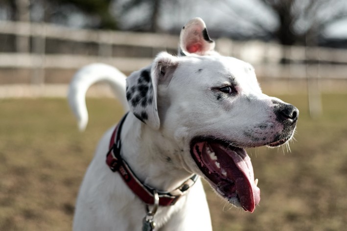 Cão mostrando a língua, com aparência feliz