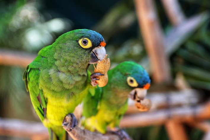 Papagaio comendo amendoim