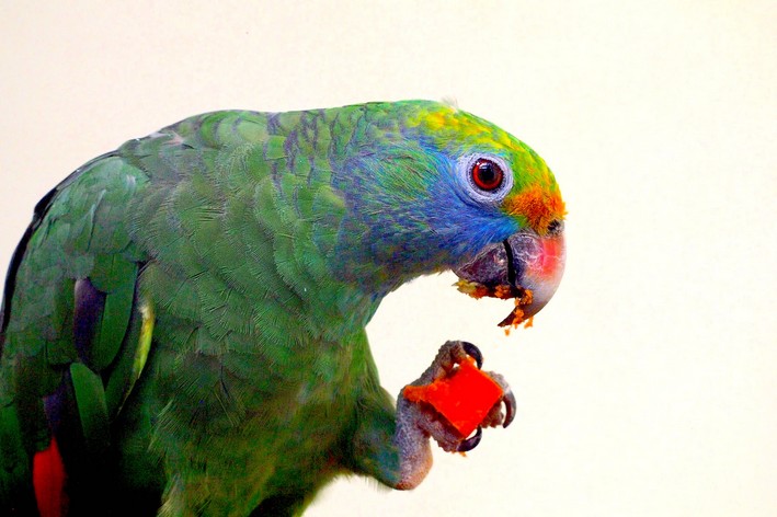 Papagaio comendo