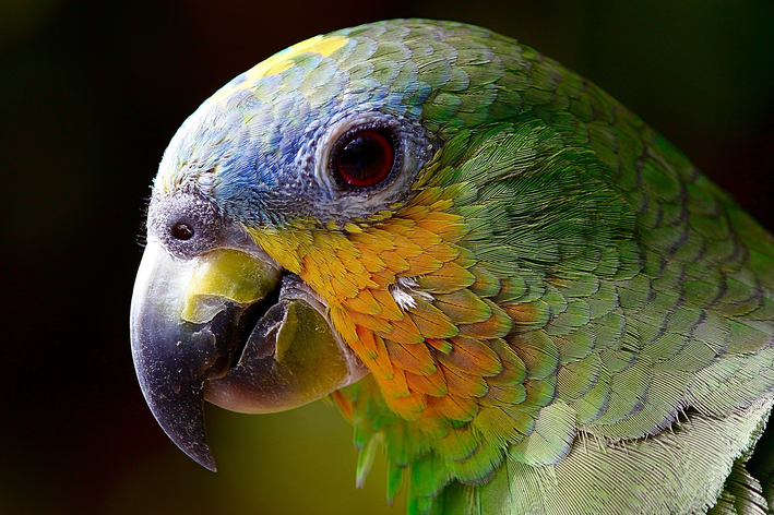 Os animais da Amazônia são lindos e diversos 