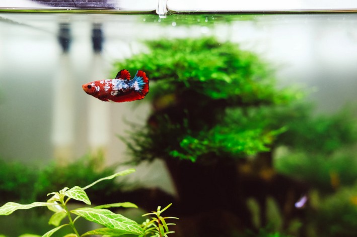 Peixe betta sozinho no aquário com plantas
