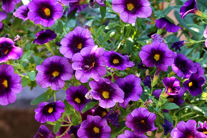 Saiba mais sobre flores para jardins resistentes ao sol