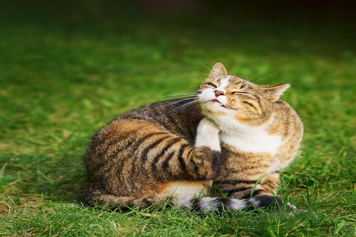 O piolho de gato é um parasita que pode causar coceiras severas no animal