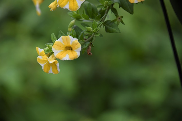 petúnia, uma das plantas que gostam de sol