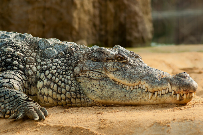 Características gerais do crocodilo