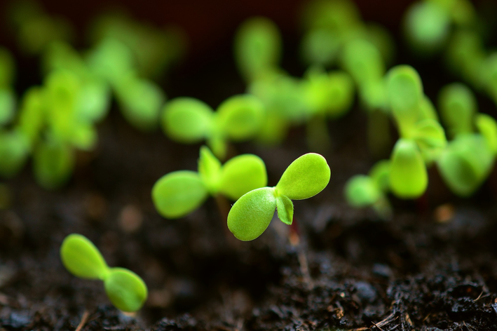 A sementeira é uma alternativa para jardim em casa