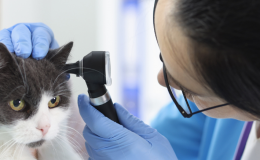 Sarna em gatos: confira tudo sobre a doença