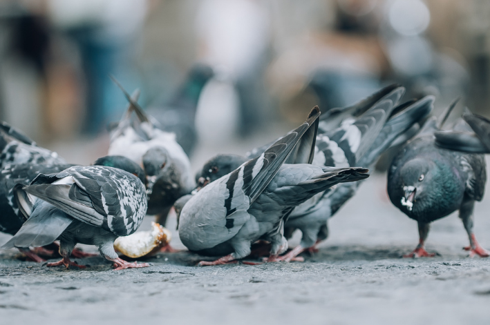 pombos comendo pão na rua