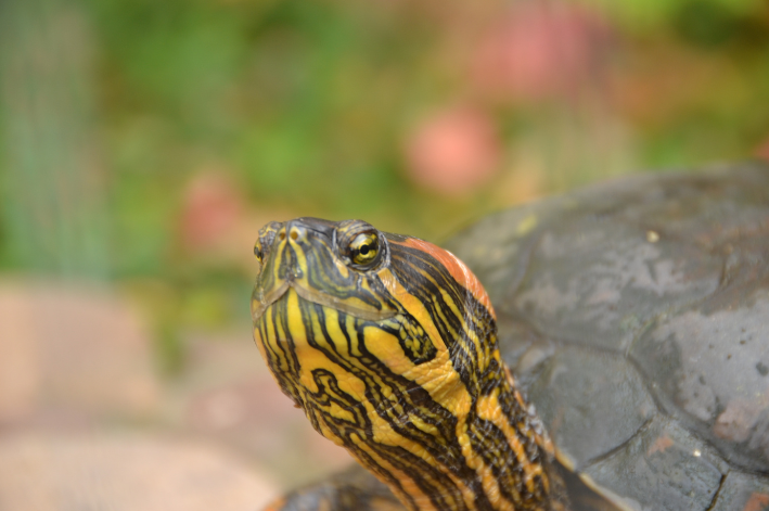 Conheça a tartaruga-tigre-d’água 