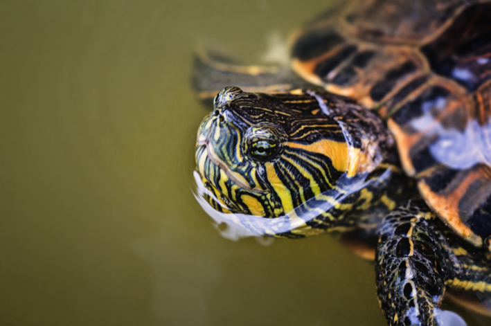 tartaruga-tigre-d’água (Trachemys dorbignyi)