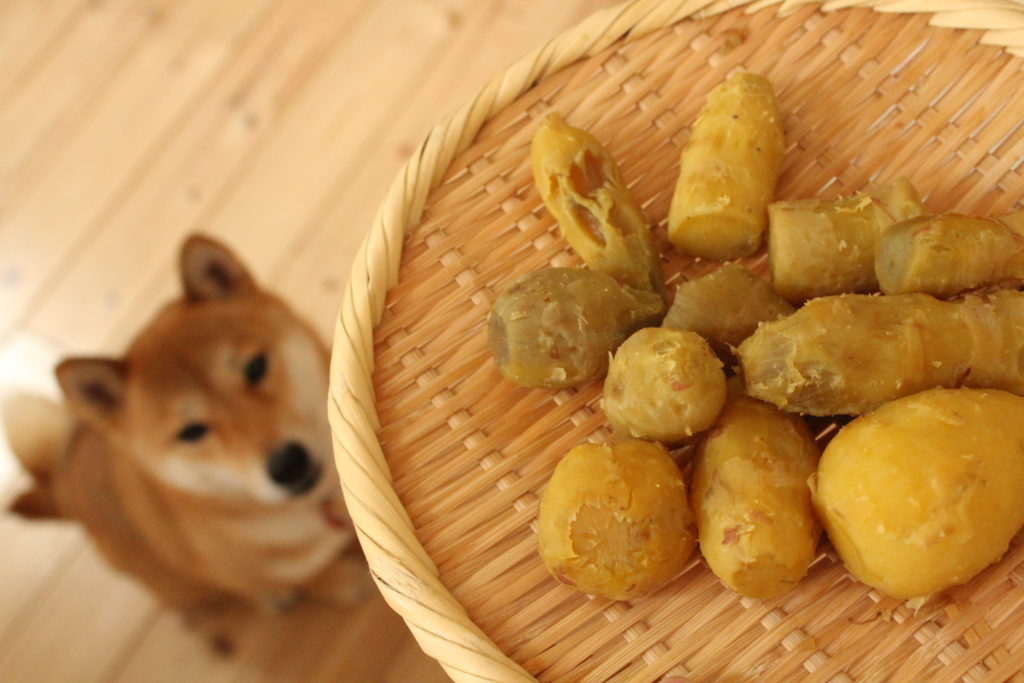 cachorro pode comer batata doce cozida