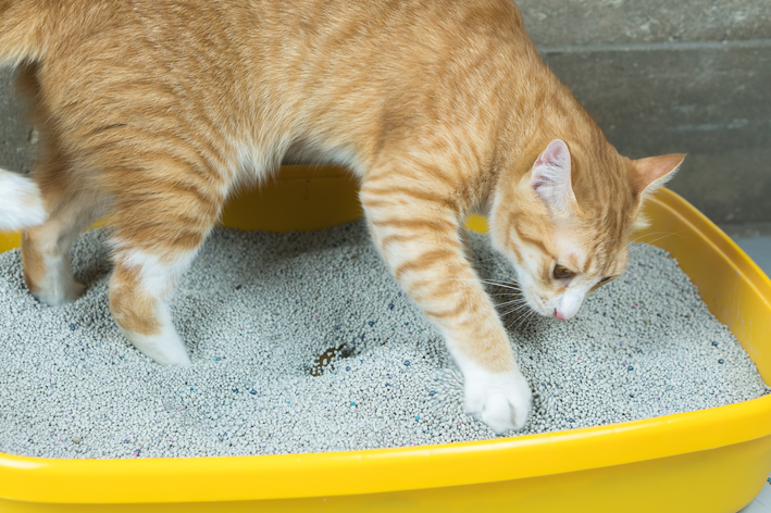 animal brincando em uma caixa de areia para gatos
