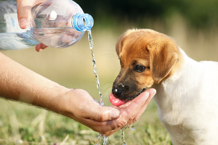 cachorro pode tomar agua gelada