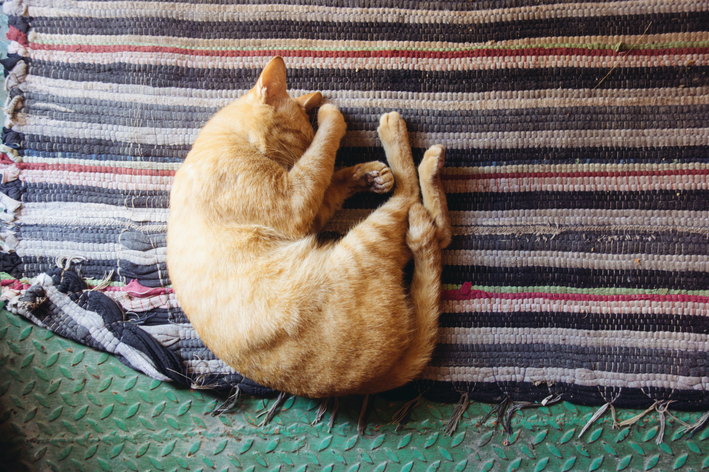 Gatinho relaxado dormindo no tapete
