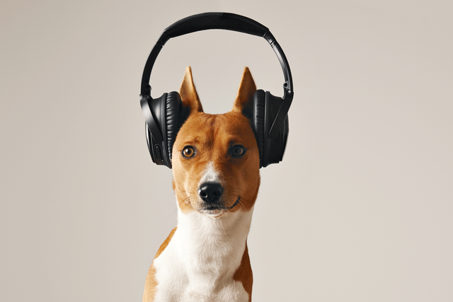 Cachorro gosta de música 1