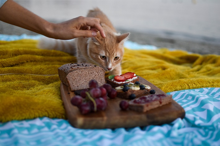 Gato pode comer morango?