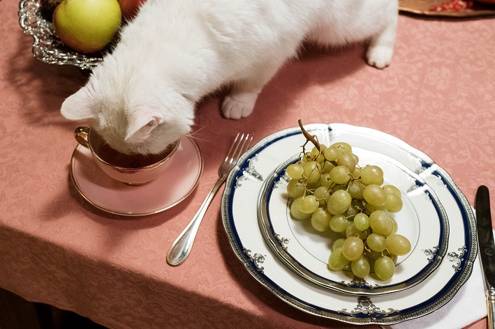 Gato pode comer uva?