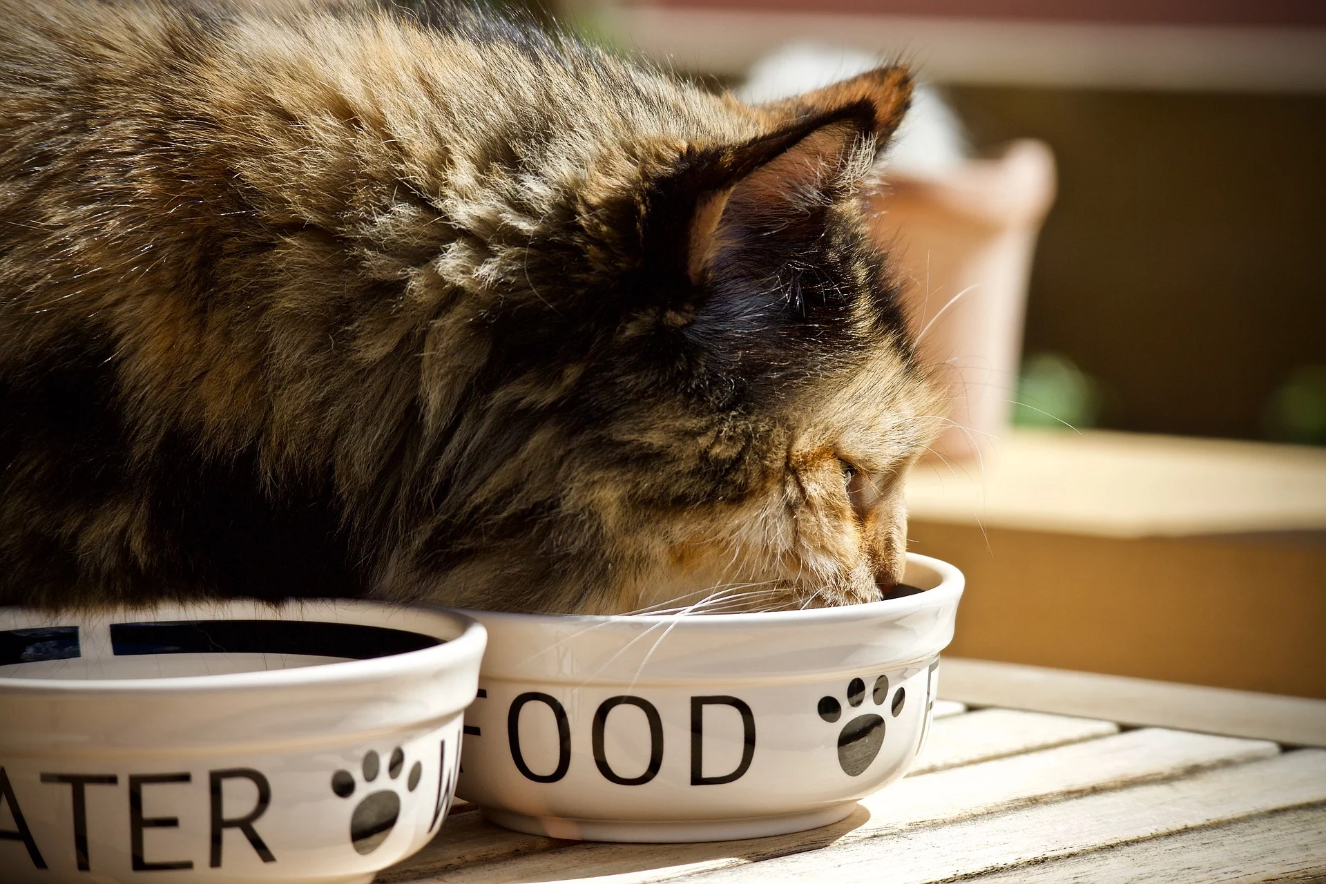alimentação natural para gatos