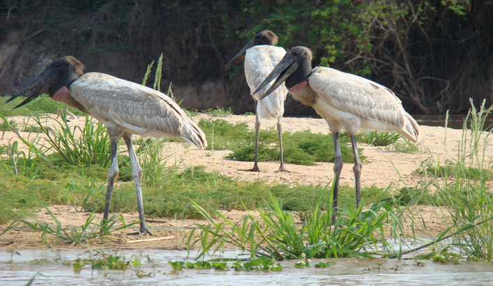 animais do pantanal