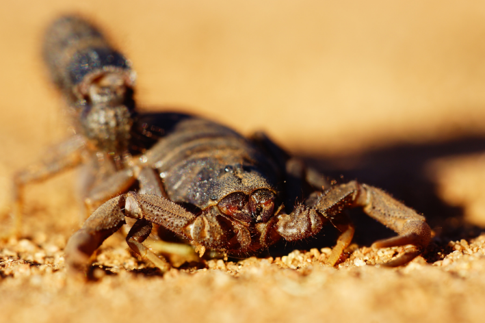 escorpião animal invertebrado