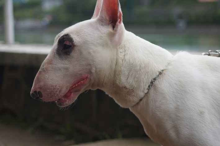 Cachorro da Raça Bull Terrier de perfil