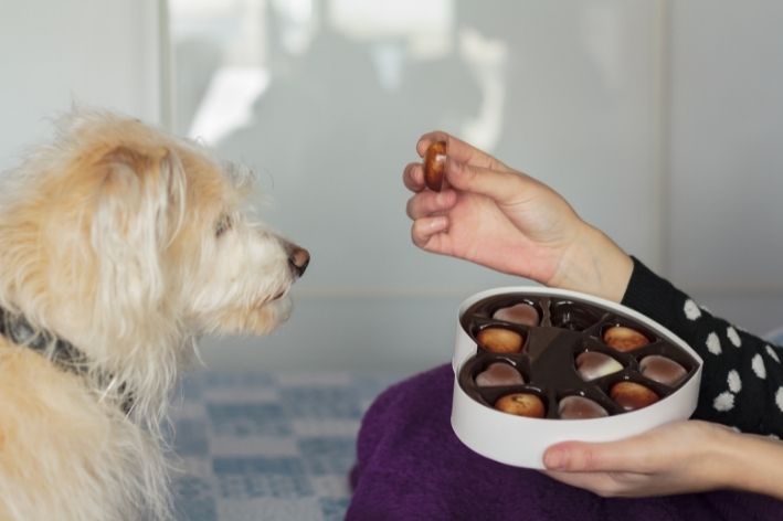 cachorro pode comer chocolate
