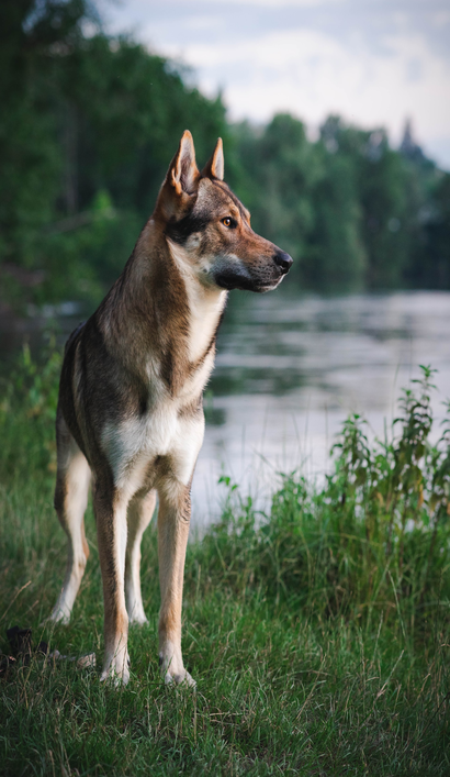 cão lobo checoslovaco