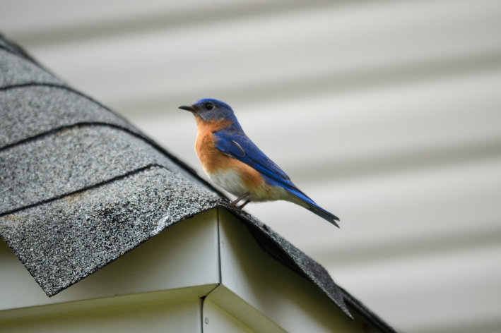 pássaro azul sentado no telhado