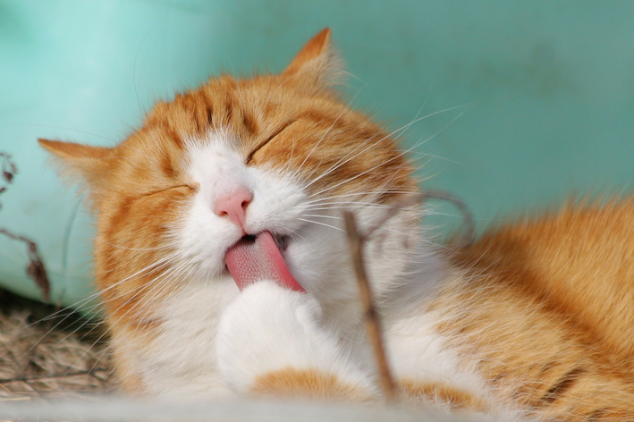 gato pode comer rúcula