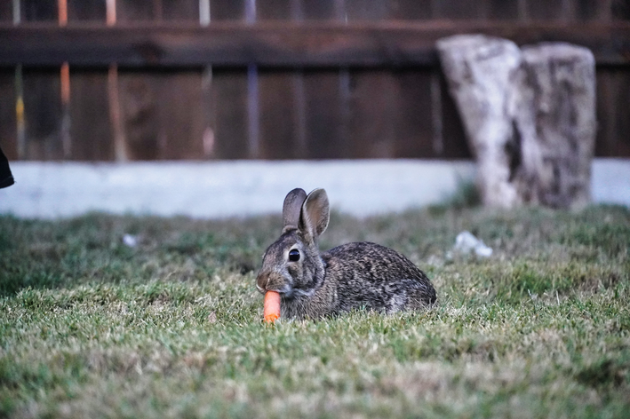 coelho pode comer cenoura