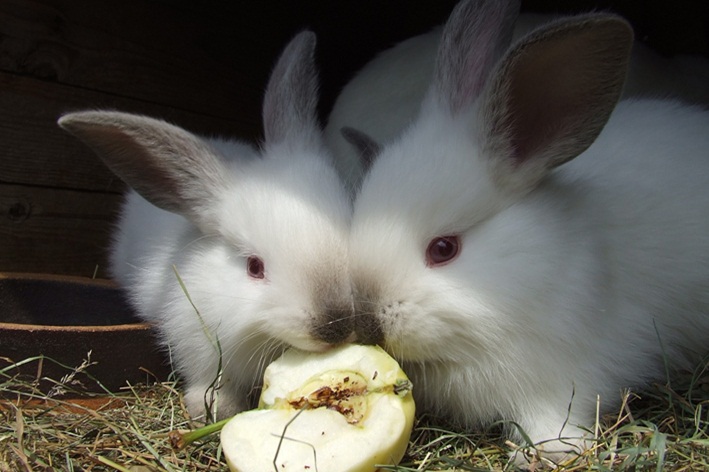 coelho pode comer maçã