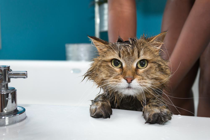 com quantos meses pode dar banho em gato