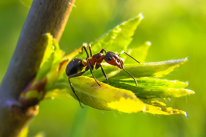 Como acabar com formigas no jardim