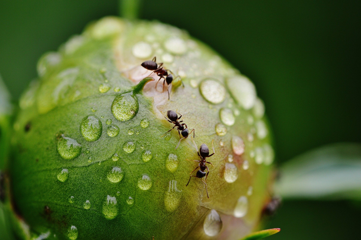 Como acabar com formigas no jardim