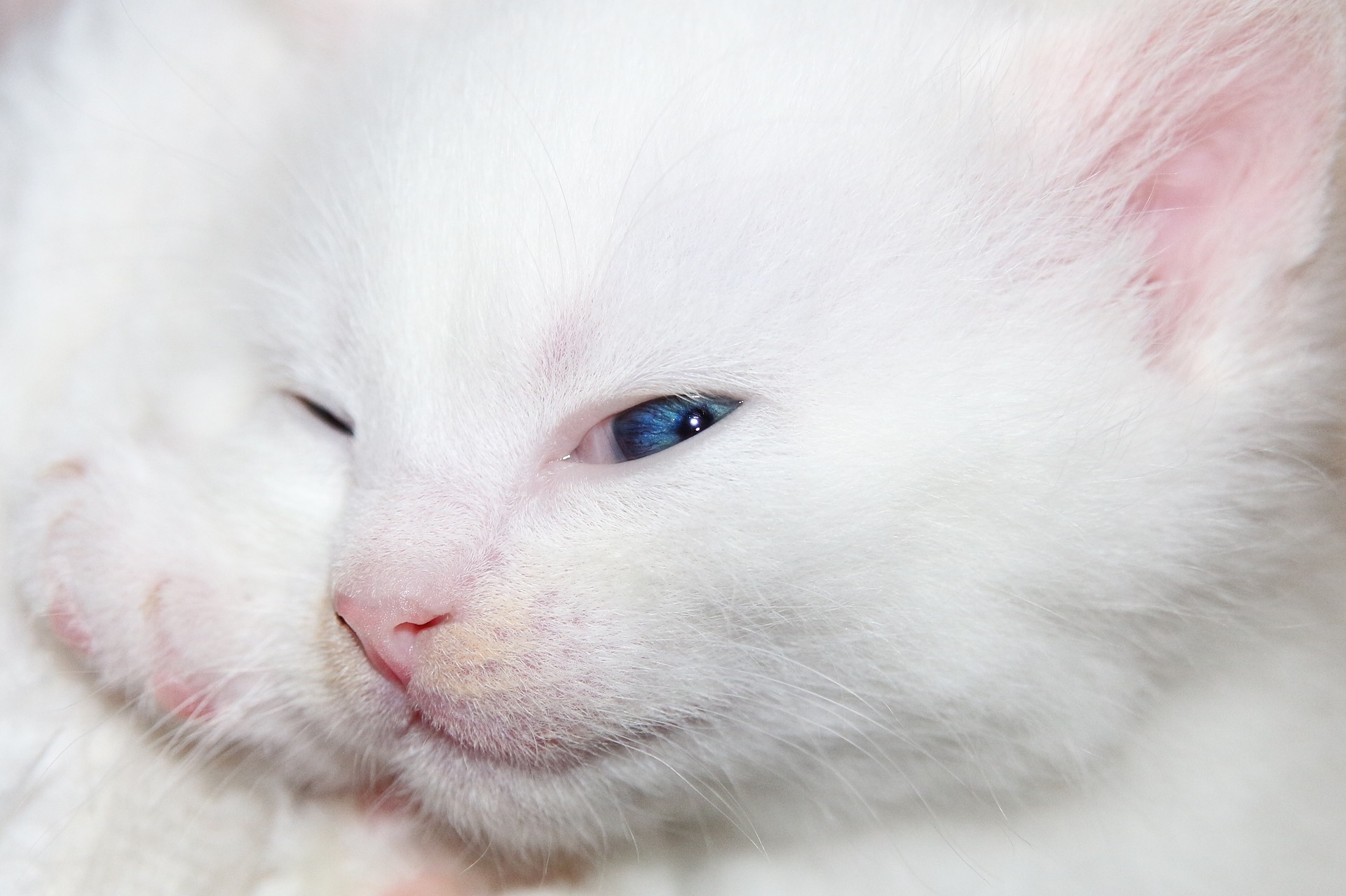 Como limpar olho de gato filhote