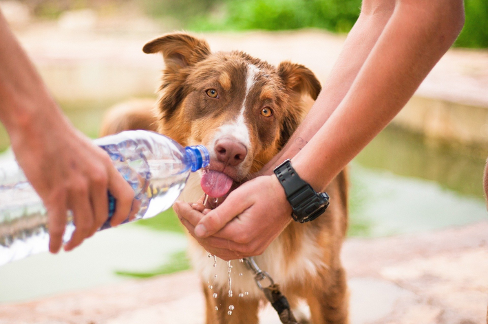 cachorro pode tomar água de coco