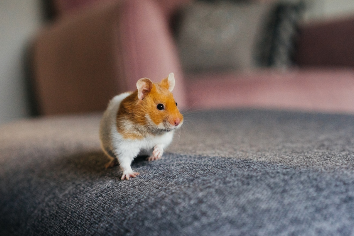 hamster de estimação no sofá 