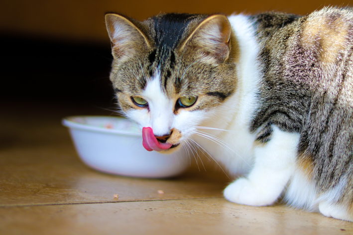 gato pode comer maça