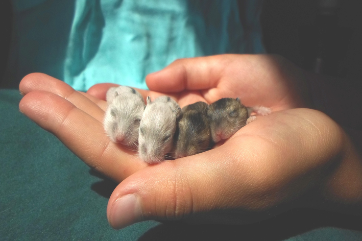 hamster grávida