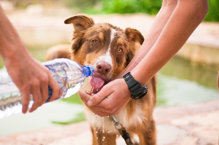 hidratação canina