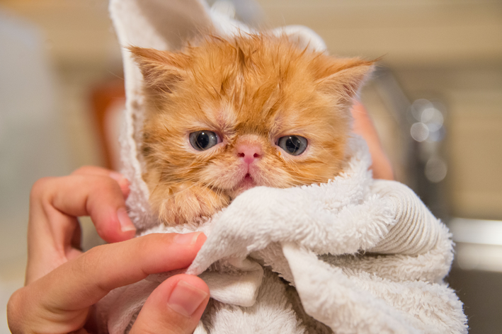 Gato molhado tomando banho